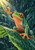 Bright green tree frog with orange eyes reaches toward a droplet from a rain-beaded tropical leaf.