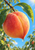Close-up of a ripe peach attached to a branch, framed by green leaves, with a droplet hanging from its tip against a blue sky.