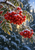 Snow-covered rowan-like branches with red-orange berries and frosted serrated leaves against blurred dark evergreens.