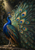 Blue-and-green peacock with an open, eye-spotted train on a stone ledge against dark foliage; the fan is cropped at the right edge.