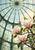 Magnolia blossoms and glossy leaves beneath the radiating ribs of a sunlit glass conservatory dome.