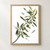 A diagonal olive branch with narrow leaves and green olives, plus a few detached leaves, illustrated on a white background.; frame shown for styling only