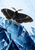 Black moth with gold-edged spread wings perched on angular blue glass shards against a pale icy background.