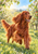 Red Irish Setter running through grass in a sunlit orchard framed by blossoming branches.