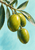 Three green and golden olives on a leafy branch against a pale aqua background.