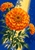 Three orange marigolds on green stems against an ultramarine background crossed by a strip of warm light.
