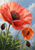 Large coral-pink poppy and smaller orange bloom with dark buds, green leaves, and shining water droplets.