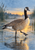 Canada goose stepping through shallow water with one foot lifted, framed by reeds and golden dawn reflections.