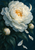Large ivory peony with a golden center and two buds among deep-green leaves, with a crescent moon and pale petals against a dark teal background.