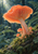 Large coral-orange gilled mushroom above smaller companion caps on a moss-covered fallen branch, framed by ferns and dark woodland.