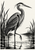 Black-and-ivory heron with one leg lifted above rippling marsh water, framed by tall reeds.