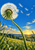 Large dandelion seed head on a curved dew-covered stem with drifting seeds above a green meadow and golden horizon.