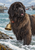 A dark-coated Newfoundland-type dog stands in shallow surf beside a brass bell, with boats, harbor buildings, and a lighthouse behind it.