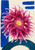 Large magenta sea-anemone-like form with curling tentacles and a yellow center over cobalt bars and a deep teal arc.