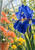 A large cobalt-blue iris fills the right side of a greenhouse view, seen through rain trails and droplets with blurred coral and yellow flowers behind it.