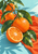 Whole and cut orange tangerines with glossy green leaves on a branch over orange-red cloth and a pale aqua background.