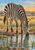 Black-and-ivory striped zebra lowering its head to drink from a reflective pool amid golden grassland at sunrise.