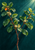 Rain-beaded branching shrub with glossy green leaves, pale flowers and a single orange-amber berry on a dark teal ground.