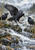 Three dark crows among wet rocks beside a rushing mountain stream, with reeds, trees, and distant mountain ridges.