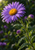 Rain-beaded purple aster-like flower with a golden center, green stem, leaves, and two buds against dark green garden bokeh.