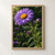 Rain-beaded purple aster-like flower with a golden center, green stem, leaves, and two buds against dark green garden bokeh.; frame shown for styling only