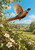Pheasant flying above white-blossoming branches, wings raised and long tail extended over a sunlit meadow beneath a blue sky.