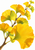 Diagonal woody ginkgo branch with broad golden-yellow and chartreuse fan-shaped leaves against a clean white background.