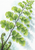Green fan-shaped fern leaflets with water droplets and curled fiddleheads sweep diagonally across a pale cool-toned background.