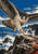 Large black-and-cream falcon with extended orange feet approaches a rocky sea ledge, with ocean spray, blue sky, and dark cliffs.