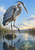 Blue-gray heron with one leg raised on a partly submerged rock among reeds and reflections in shallow water.