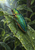 An iridescent green and teal beetle with coppery highlights clings to a wet serrated leaf covered in droplets against dark foliage.