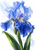 Large blue iris with ruffled indigo and periwinkle petals, water droplets and sweeping green leaves on a bright background.