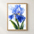 Large blue iris with ruffled indigo and periwinkle petals, water droplets and sweeping green leaves on a bright background.; frame shown for styling only