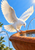 White dove with raised wings descending toward the rim of a terracotta fountain with water jets and green leaves against a blue sky.