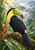 A black-bodied toucan with a vivid multicolored bill perches on a mossy branch among tropical leaves, mist and a red flower.