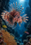 A striped lionfish with spread fins hovers above orange coral in a blue-lit underwater reef channel.