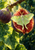 Pale-green moth spread across the seeded red interior of a split fig, with leaves and another fig in warm garden light.