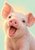Close portrait of a pink piglet yawning with raised ears against a pale mint background.