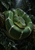 Green pale-banded snake coiled on a dark branch, its head facing forward amid shadowed foliage.