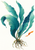Painterly blue-green kelp fronds rise from a brown holdfast against warm white, with a small orange leaf-like accent.
