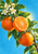 Diagonal leafy citrus branch with two whole orange fruits, a cut fruit, white blossoms, and green buds against turquoise blue.