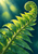 Large bright green fern frond with a curled tip sweeping diagonally across a deep teal background in warm light.