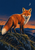 Alert orange-red fox on a rocky ledge at dusk, with its bushy tail sweeping left, foreground grasses and a crescent moon.