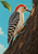 Red-crowned woodpecker with barred black-and-ivory wings tapping a diagonal dark tree trunk beneath turquoise sky.