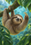 A curled sloth reaches toward a dangling raindrop on a broad leaf beneath a mossy branch, framed by rainy green foliage and turquoise light.