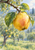 A golden pear-shaped fruit hangs from a branch among green leaves, with water droplets and a softly blurred orchard behind it.