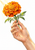 Orange marigold with green leaves held by a hand against a white background with warm light.