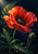 Red-orange poppy with dark center, unopened bud, and fern-like foliage against a midnight-blue background.