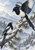 Two black-and-white magpies on a snowy pine bough, one raising its wings as the other looks up, with winter mountains and forest behind them.