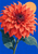 Large coral-red dahlia with layered wet petals, blue-green leaves, and an apricot disk against a cobalt background.